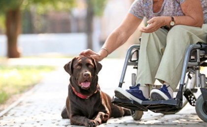 Image: Adobe a person leans down to pat a large brown dog lying next to their wheelchair